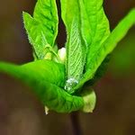 Leaves with drop of water | Flickr - Photo Sharing!