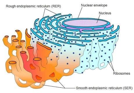 What is the function of the rough endoplasmic reticulum? - Quora