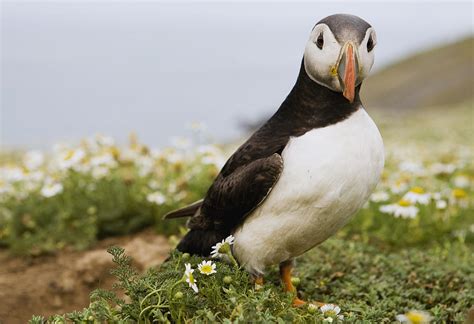 Atlantic Puffin In Breeding Plumage Photograph by Sebastian ...