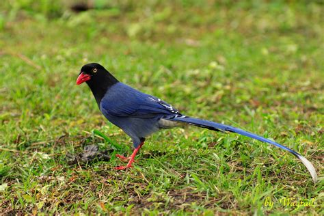 Taiwan blue magpie - Wikipedia