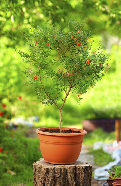 how to prune a pomegranate tree in a pot - Jerold Maupin