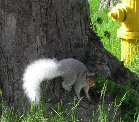 White Tailed Squirrel sighting