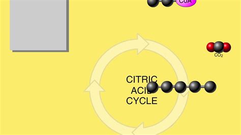 Simple Krebs Cycle Animation