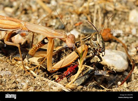 Praying Mantis, European Mantis, Mantis religiosa Stock Photo - Alamy