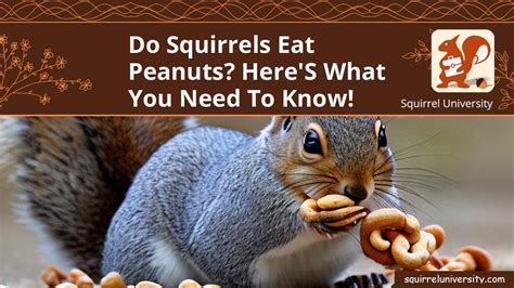 Do Squirrels Eat Peanuts? Here's What You Need to Know! - Squirrel ...