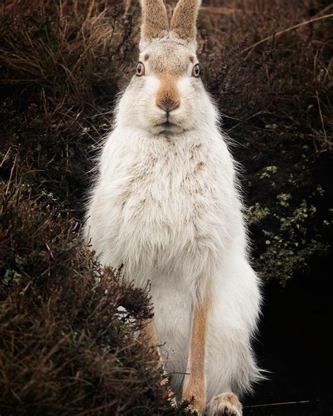 Highlights from the British Wildlife Photography Awards | British ...