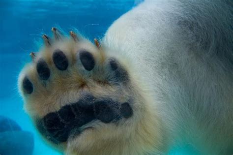 Pippa A. Rom on Twitter: "polar bear paw up close at the Lincoln Park Zoo... http://t.co/hvi91TeQ"