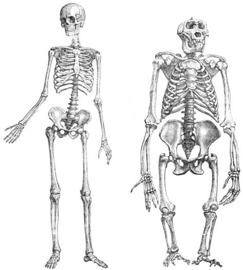 Hominidae - CreationWiki, the encyclopedia of creation science