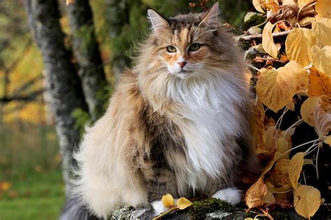 Siberian Forest Cat Size