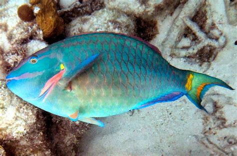 Stoplight Parrotfish | Mexico – Fish, Birds, Crabs, Marine Life, Shells and Terrestrial Life