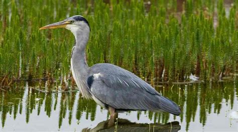 The heron in Irish folklore