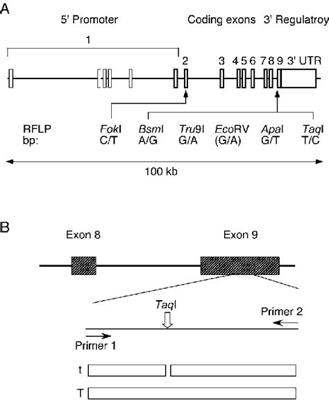 Structure of the human VDR gene and VDR polymorphisms. (A) RFLP sites... | Download Scientific ...