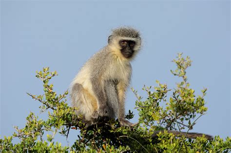 Top 10 Fun Facts About Vervet Monkeys - An Old World primate, the ...