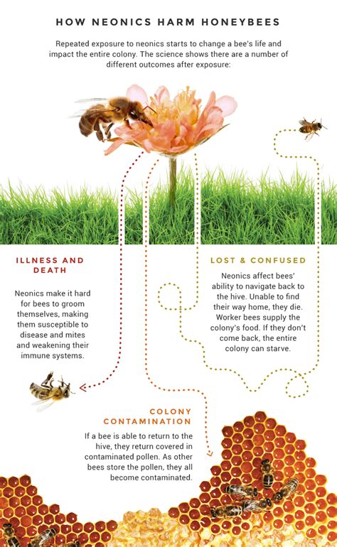 Infographic: Bees’ Toxic Problem - Earthjustice