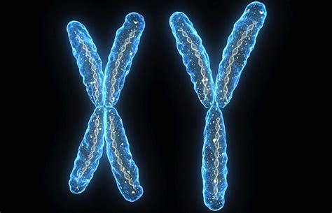 Le chromosome Y dégénère et le corps humain essaie de l’en empêcher