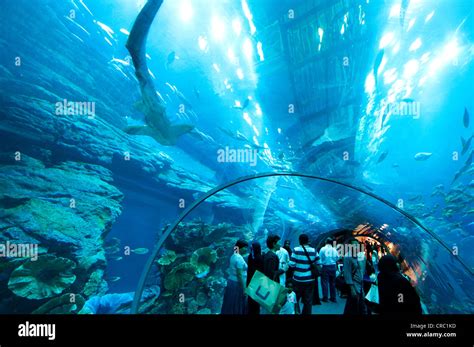 Dubai Aquarium Tunnel And Underwater Zoo - Aquarium Views