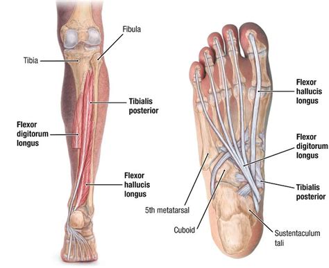 Tibialis Posterior - Origin, Insertion, Anatomy and Function