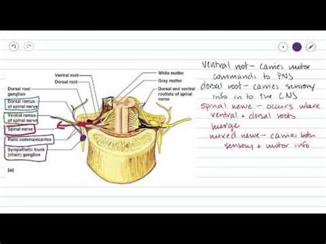 Spinal Nerves - YouTube