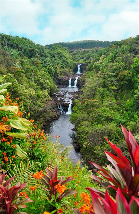 Umauma Falls Photography Art | Bird In Paradise