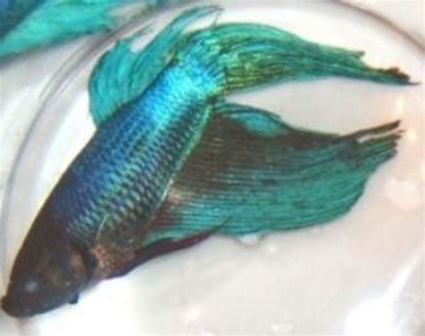 Betta Addiction - Betta Fish Diseases | HubPages