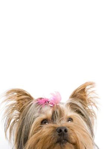 The Growth Stages of a Yorkie - Pets