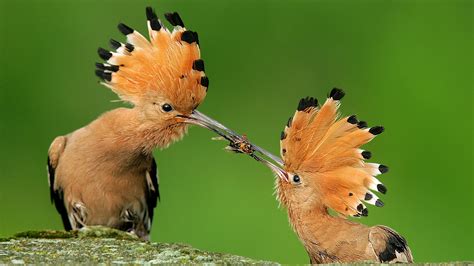 Two Brown Black Long Beak Birds On Rock In Green Background Birds HD ...