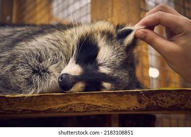 1,955 Sleeping Raccoon Images, Stock Photos & Vectors | Shutterstock