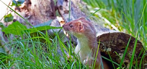 Ermine Spiritual Meaning, Symbolism, and Totem | Instructions