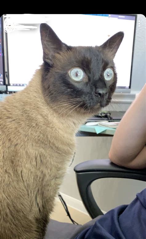 Cat wide eyed stare Blank Template - Imgflip