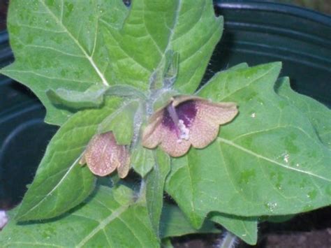 Black Henbane Seeds | World Seed Supply