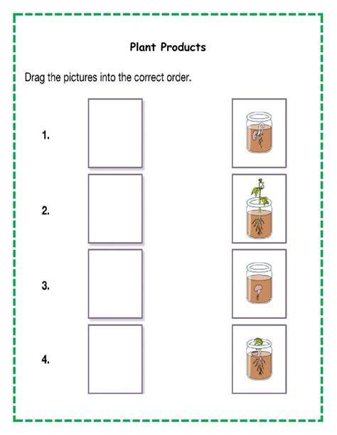 Germination Worksheet For Kindergarten