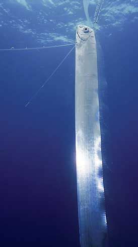 Oarfish - The World's Longest Fish | Ocean creatures, Ocean animals, Deep sea creatures