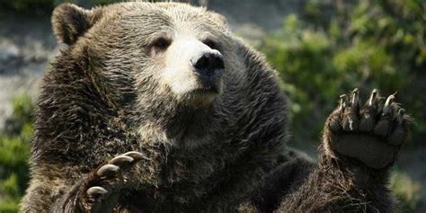 How To Survive A Bear Attack - Business Insider