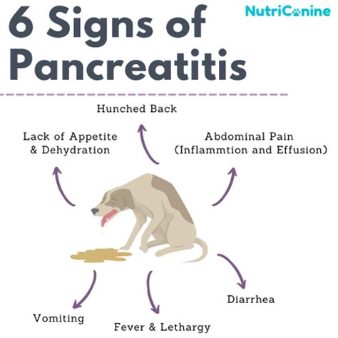 What Can Trigger Pancreatitis In Dogs: Common Causes Unveiled