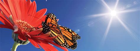 Monarch Butterfly- Motion Bookmark - 930 | Online Shop | Captain Card Distribution