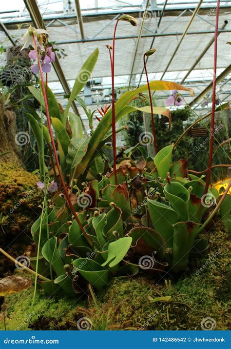 Batch of Beautiful Flesh Eating Plants with Flowers Stock Photo - Image ...