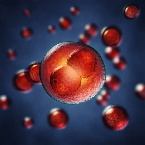 Embryonic Stem Cell Transplant: Future Therapy for Hemophilia A?