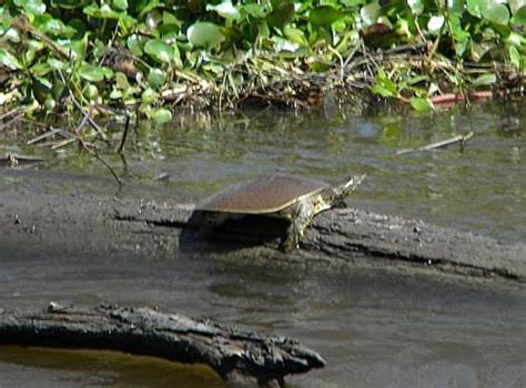 Photo Gallery | Jean Lafitte Swamp Tours