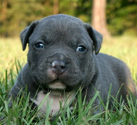 Pitbull Puppies Wallpaper - keywords HERE