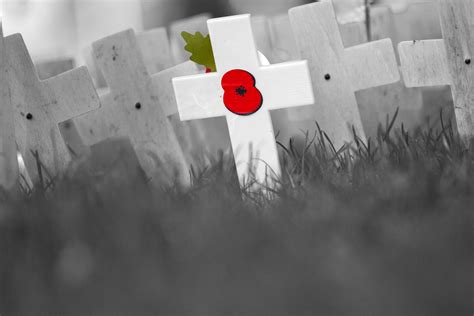 Poppy Cross Free Stock Photo - Public Domain Pictures