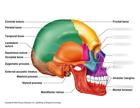 Skull, side view - facial bones Diagram | Quizlet