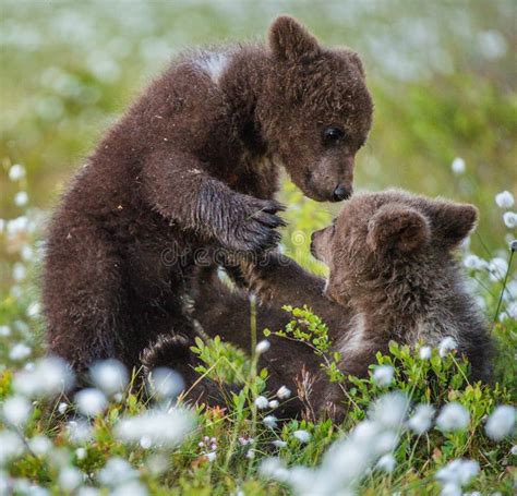 Brown Bear Cubs Playing in the Forest. Bear Cubs Stands on Its Hind ...