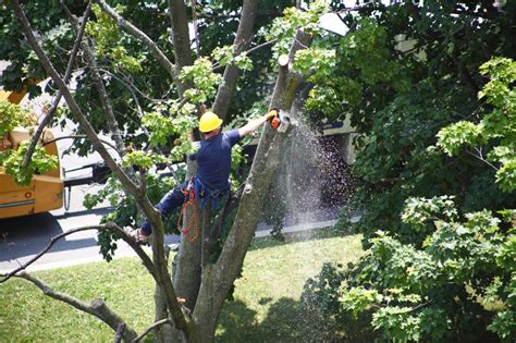 How Much Does Tree Trimming Cost - Best Cost Guide In 2021