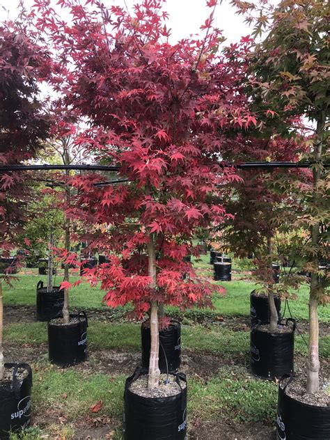 Acer palmatum Osakazuki - Japanese maple - Tauranga Tree Co