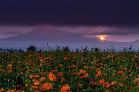 Cempasúchil, las flores que adornan las festividades del Día de Muertos ...