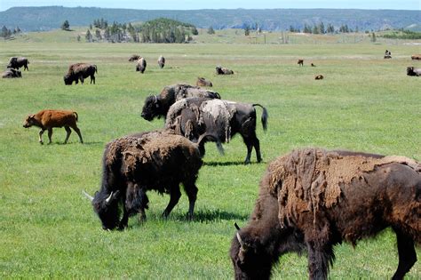 Bison in Yellowstone – Hillfamily dot net