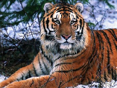 South China tiger, found in Jiangxi province, has been classified as critically endangered since ...