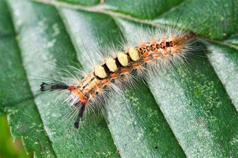 Tussock moth caterpillar. | Moth caterpillar, Caterpillar, Moth