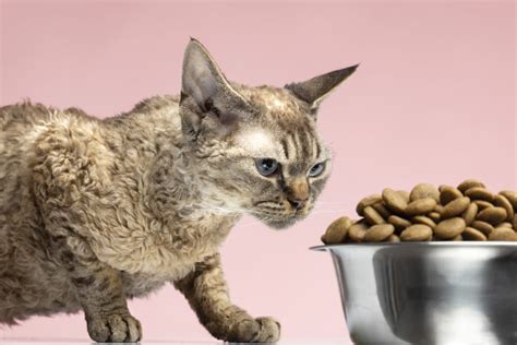 What Is Hydrolyzed Protein Cat Food? - The Cat Bandit Blog