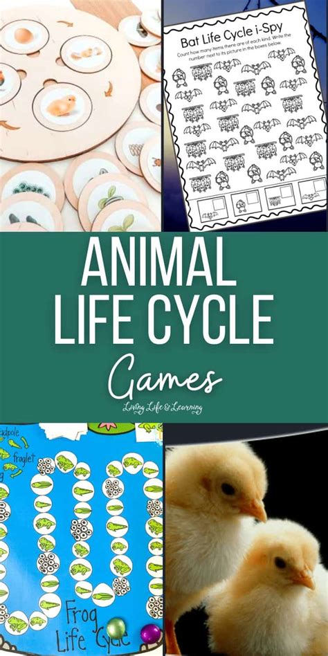 Animal Life Cycle Games